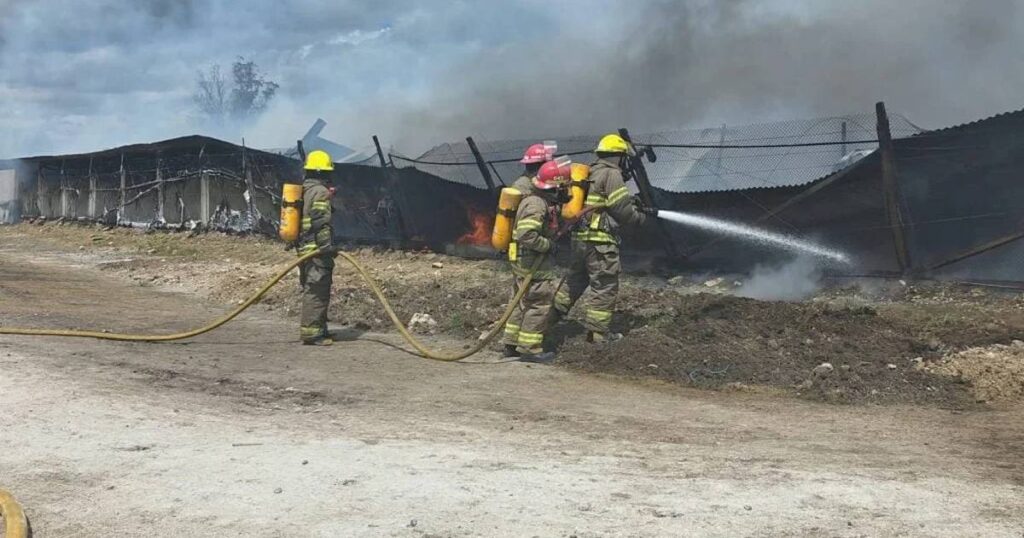 Balcarce: Miles de aves de un criadero murieron en el incendio de un establecimiento sobra ruta 226